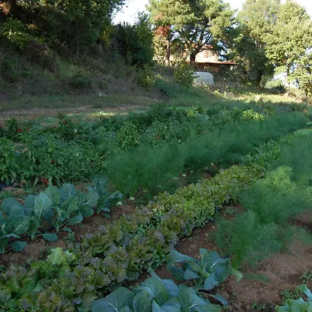 Bauernhof Bio Aia Del Tufo Sorano (Grosseto)